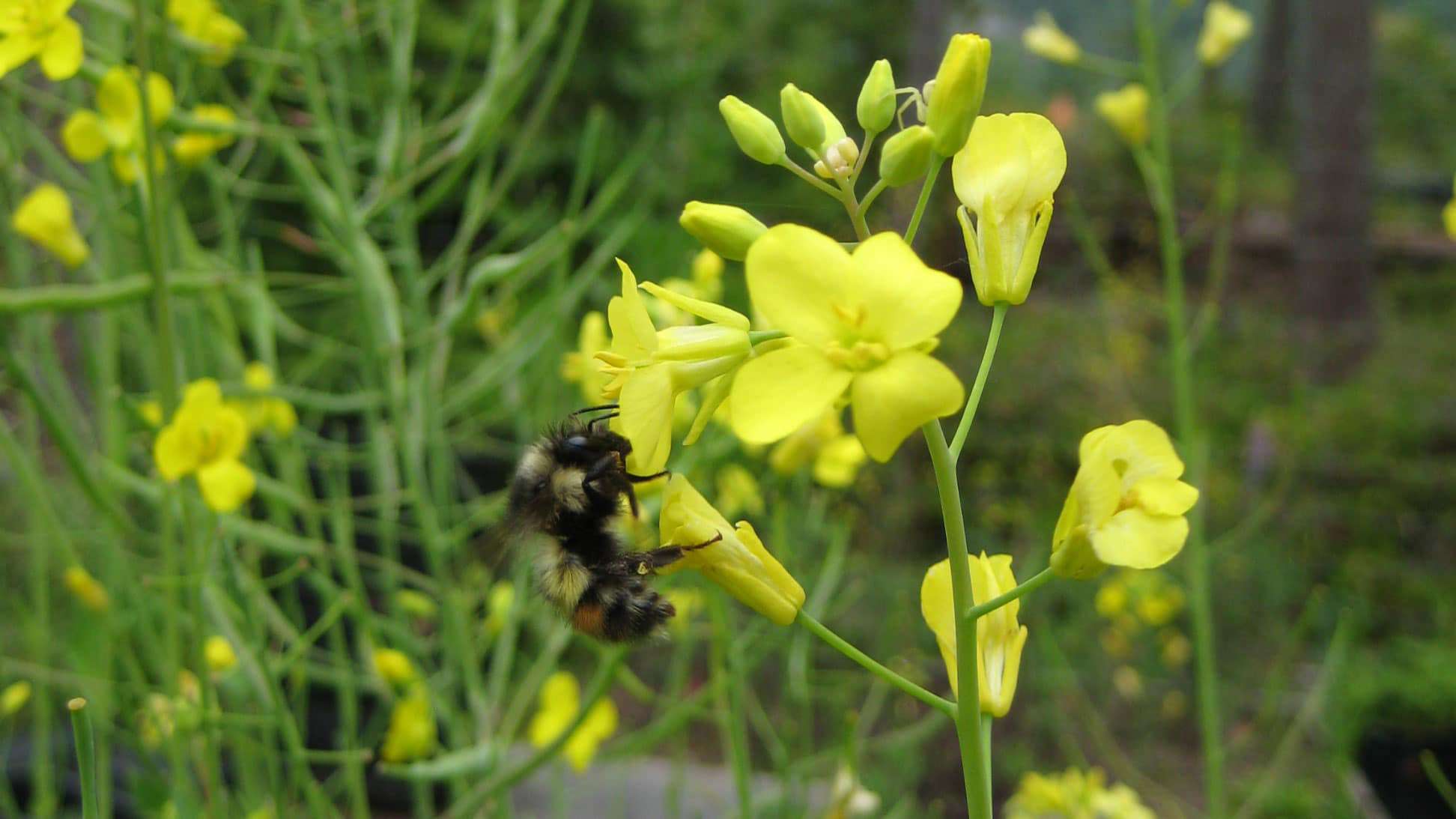 Bee on kale bud (Photo by Carol Pope)