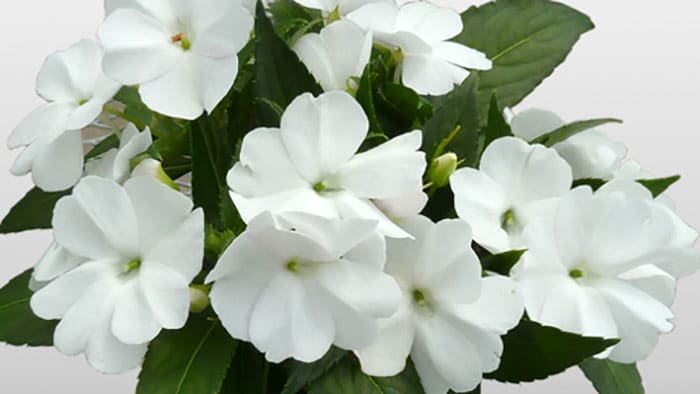 SunPatiens come in range of vivid colours, too. (Photo from Sakata Ornamentals)