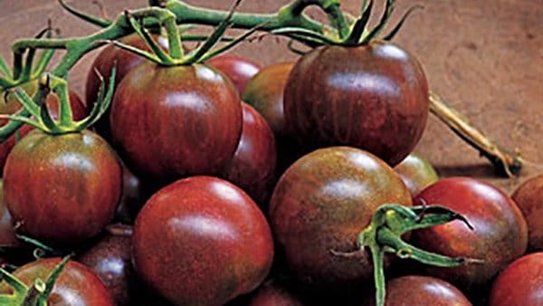 Black Pearl Hybrid tomato (Photo from Burpee.com)