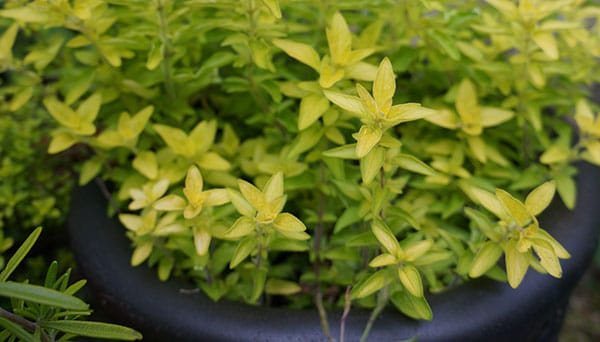 The colour of golden oregano pops in a black pot.