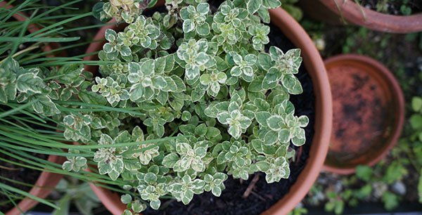 Variegated marjoram brightens all-green plantings.