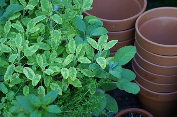 Frequent trimming of variegated sage keeps it tidy.