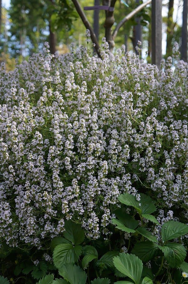 Grafted apple tree in the middle of a large pot of English thyme.