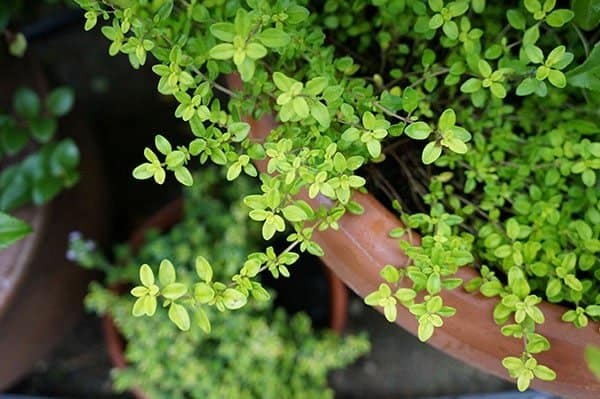 'Evergold' gold thyme is drought tolerant.