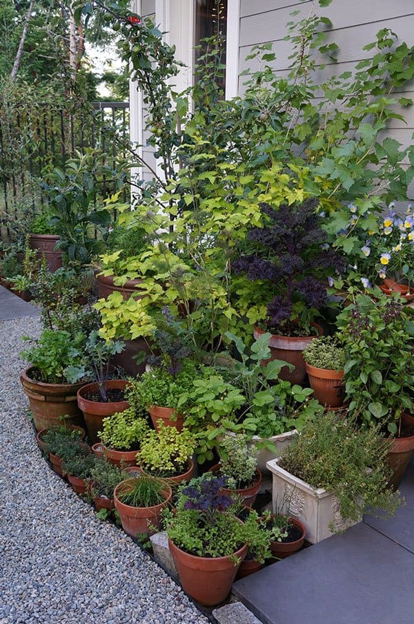 Carol Pope's compact but bountiful kitchen container garden. (All photos by Carol Pope)