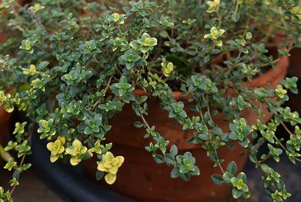 Lemon thyme, hardy to Zone 7, can be overwintered indoors.