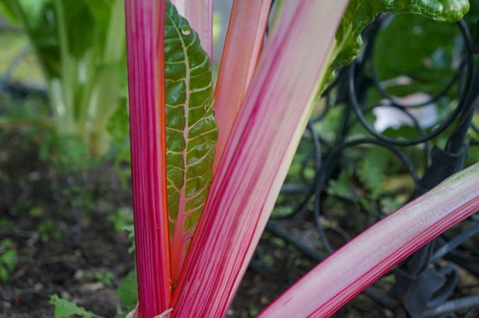 Bright stems of Swiss chard