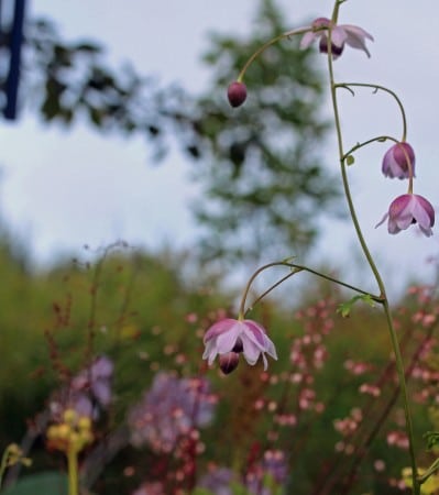 Anemonopsis in flower.