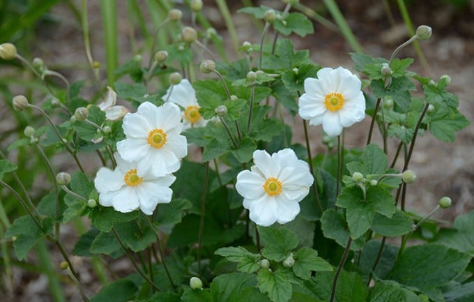 ‘Honorine Jobert’ Japanese anemone blooms in mid-September. (Photo from www.PerennialResource.com)