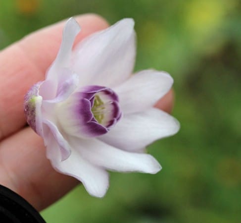 Pretty markings on Anemonopsis. (Photos by Jodi DeLong)