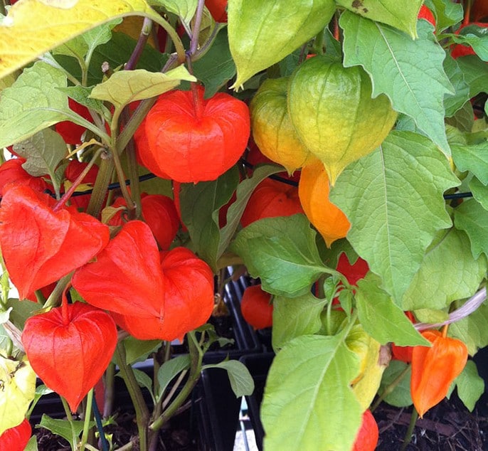 Physalis alkekengi (Photo by Carol Pope)