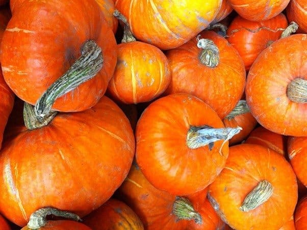 Pumpkins ready for the porch. (Photo by Carol Pope)