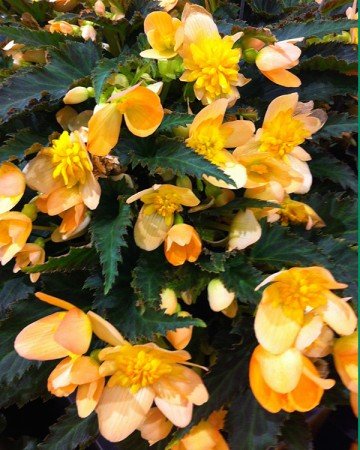 Lucky Strike begonia (Garden Making photo)