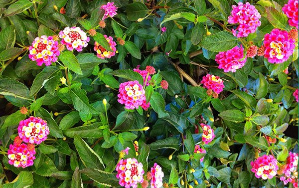 Bandana Landscape Pink lantana (Garden Making photo)