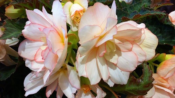 Miss Montreal begonia (Garden Making photo)