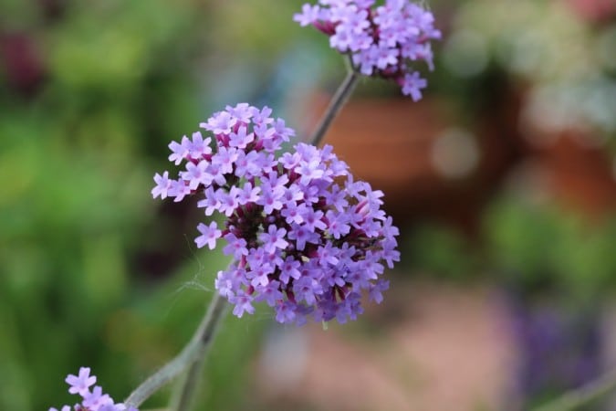 Mauve flowers of Verbena bonariensis.