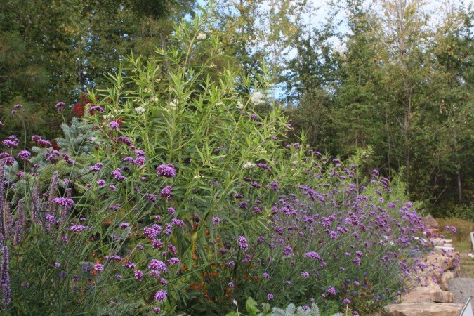 Tall verbena in a mixed border. (Photos by Jodi DeLong)