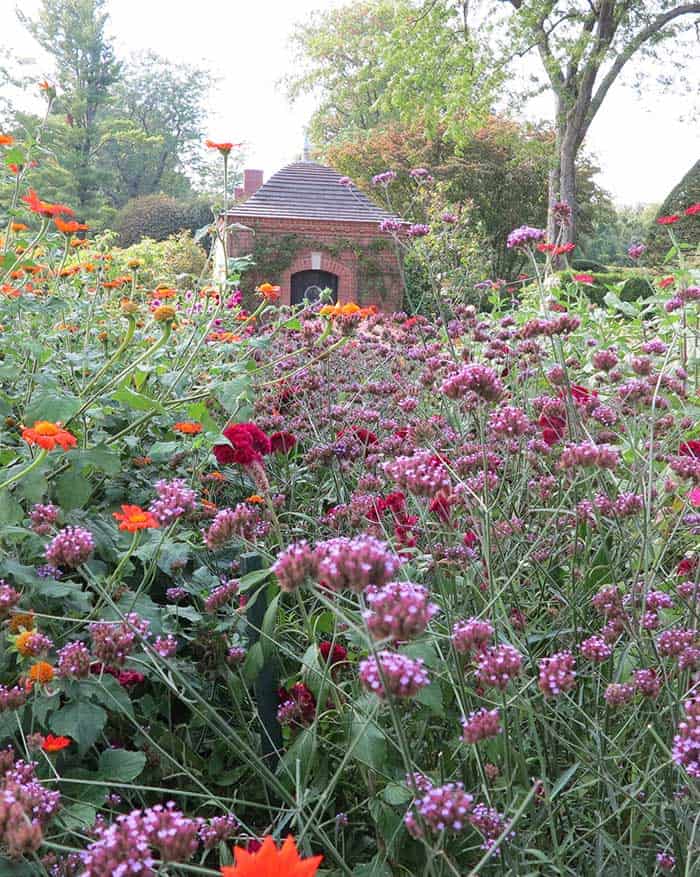 Saturated colours of orange, purple and red give a rich look to a flower bed in one section of the broad cutting beds at Wethersfield Garden in Amenia, N.Y. (Garden Making photo)