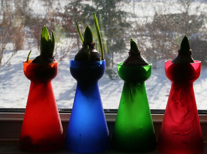 Hyacinths growing in glass vases with water. (Photo by Jodi DeLong)