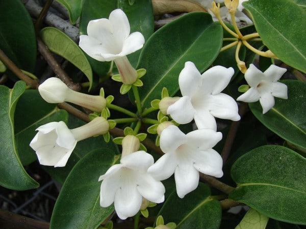 Stephanotis plants can be coaxed to rebloom. (Photo by Forest & Kim Starr [CC-BY-3.0], via Wikimedia Commons)