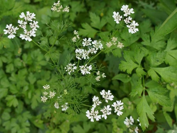 Flowers on cilantro.