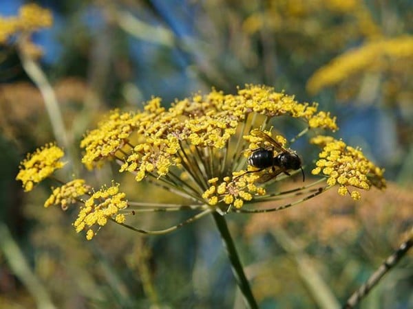 Fennel flowers attract pollinators.