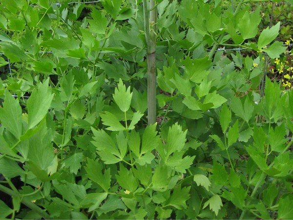 Lovage leaves