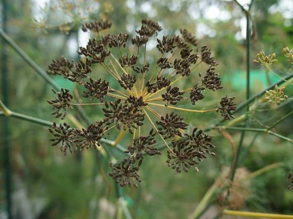 Fennel seed