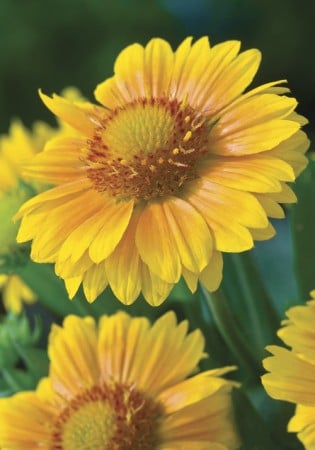 Arizona Apricot gaillardia (Photo from Veseys)