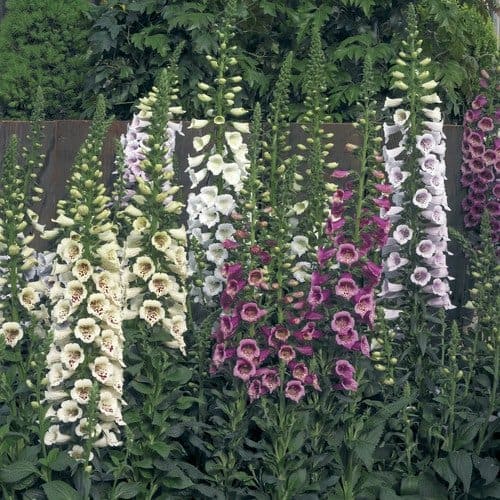 Camelot Mix foxgloves (Photo from Veseys)