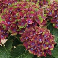 Red Sensation hydrangea (Photo from Ball Ornamentals)