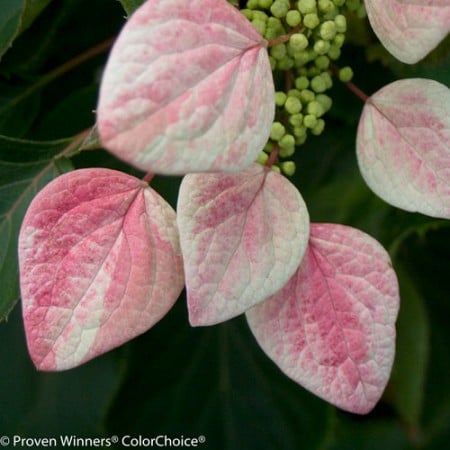 Rose Sensation hydrangea (Photo from Proven Winners)