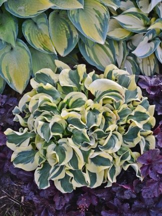 ’Mini Skirt’ hosta (Photo from Walters Gardens)