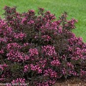 Spilled Wine weigela (Photo from Proven Winners)