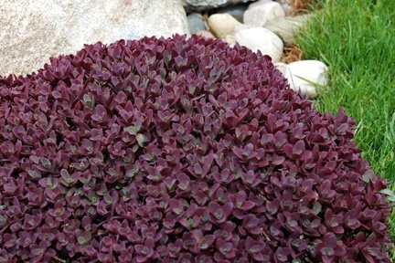 SunSparkler Firecracker sedum (Photo fromSun Sparkler Sedums)