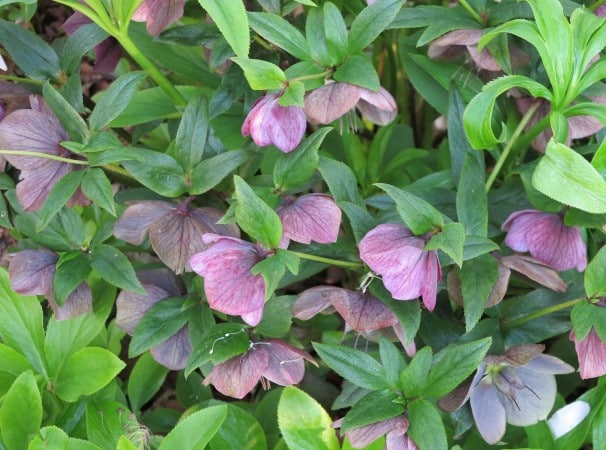 Hellebore (Garden Making photo)