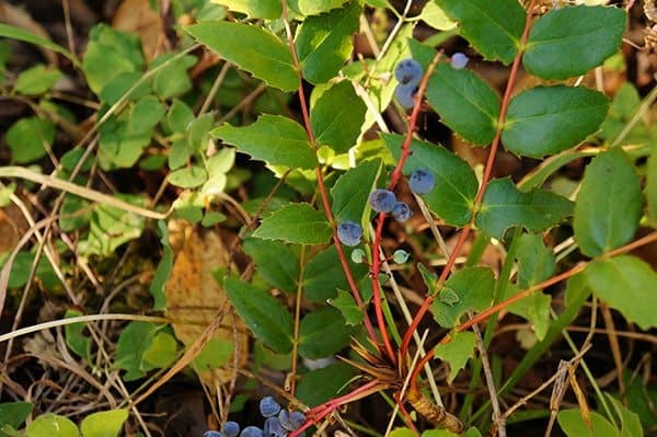 Oregon grape (Photo by Carol Pope)