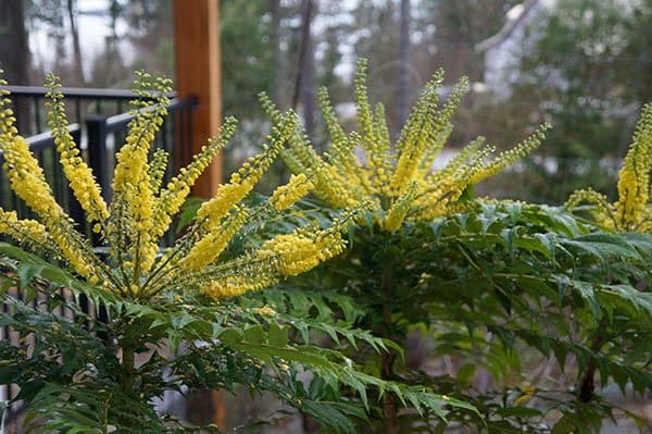 'Winter Sun' mahonia (Photo by Carol Pope)