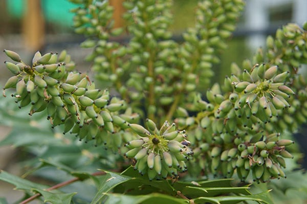 Mahonia developing berries (Photo by Carol Pope)