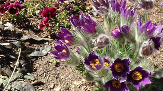 Pasque flower (Pulsatilla vulgaris) growing in the dry soil.