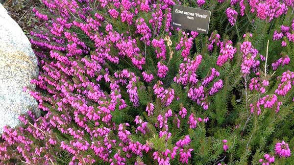 Heath in bloom at Denver Botanic Gardens.