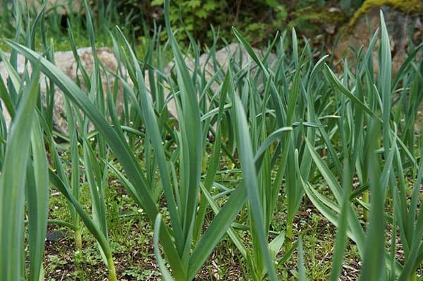 Garlic bed (Photo by Carol Pope)