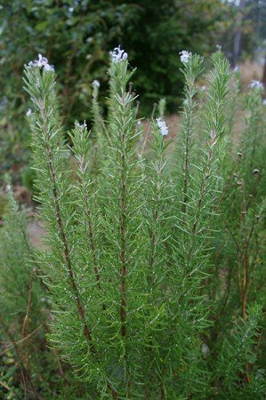 Rosemary in Bloom (Photo by Carol Pope)