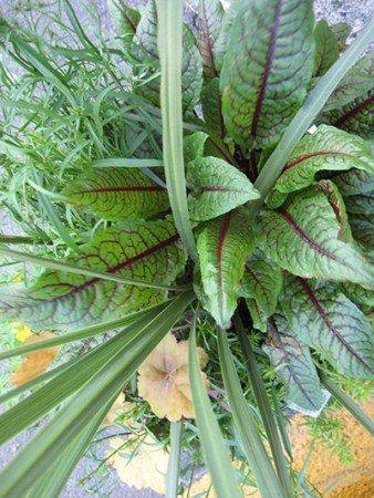 Red-veined sorrel (Photo by Carol Pope)