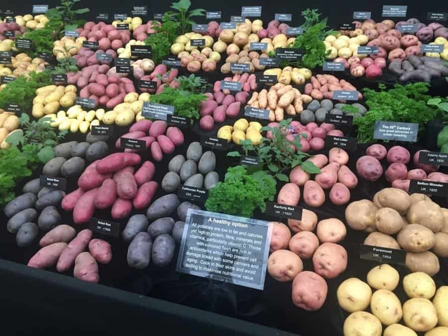 Potatoes share the spotlight with flowers.