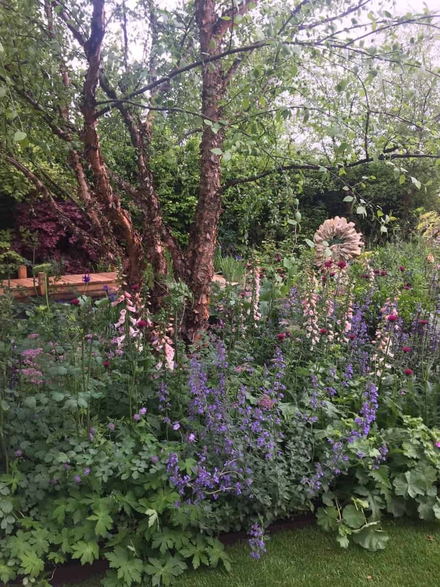 Clumps of mature river birch provided the canopy at the Morgan Stanley garden. Unlike other garden shows I've visited, Chelsea focuses on the plants - generous displays, diverse choices, exceptionally well grown, artfully combined. Flowers truly are the stars at this show.