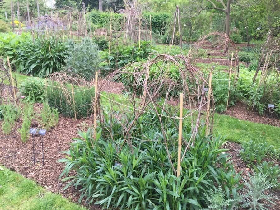 Soon, the plants will grow to obscure the domes of branches used to support stems. Very effective.