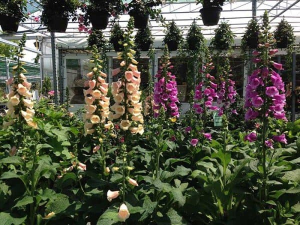 July can be a good time to shop for perennials, such as foxgloves, at reputable nurseries.