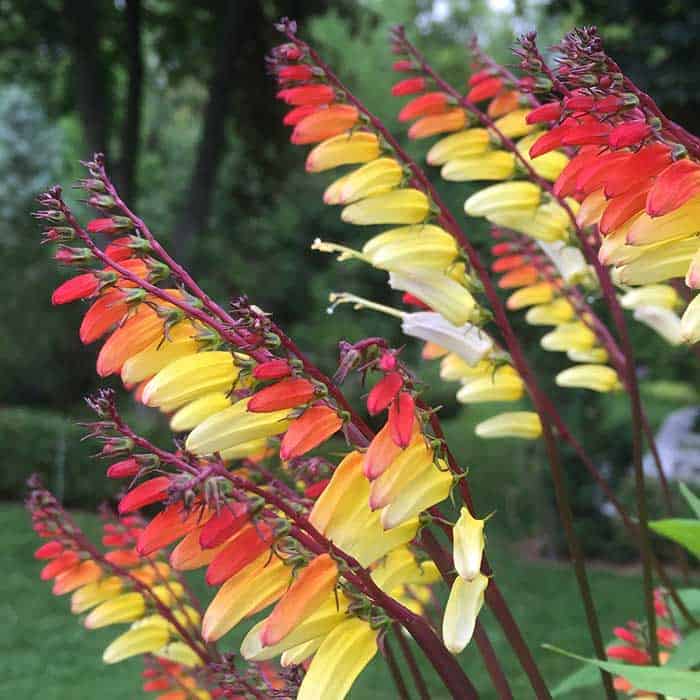 It’s easy to see why the vine is called Spanish flag. (Garden Making photo)