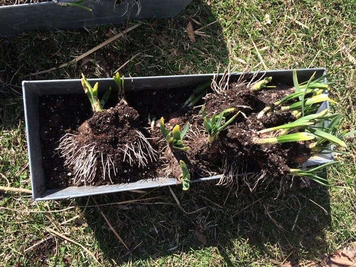 Arranging bulbs in containers for display.